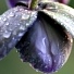274 > morkide .. purple orhid